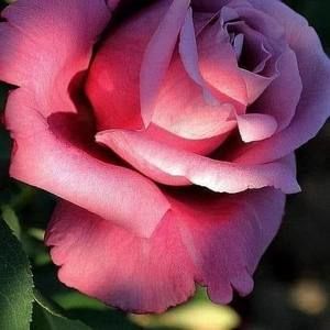 Meet your Posher, Ines